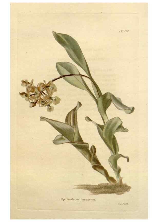 Reproducción/Reproduction 48637095453: The botanical cabinet. London :John & Arthur Arch ...,1817-1833.. 