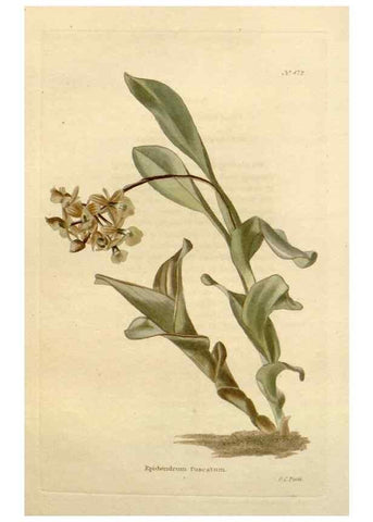 Reproducción/Reproduction 48637095453: The botanical cabinet. London :John & Arthur Arch ...,1817-1833.. 