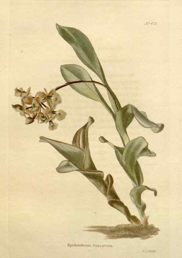 Reproducción/Reproduction 48637095453: The botanical cabinet. London :John & Arthur Arch ...,1817-1833.. 