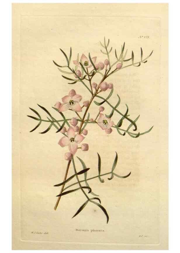 Reproducción/Reproduction 48637448046: The botanical cabinet. London :John & Arthur Arch ...,1817-1833.. 