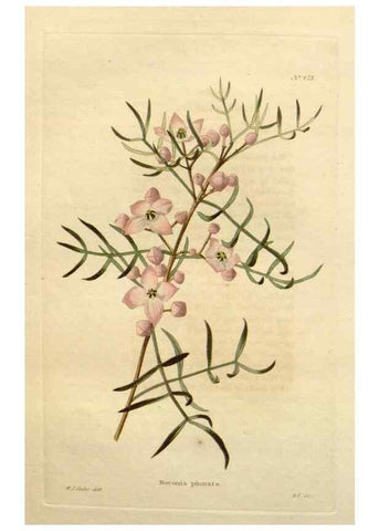 Reproducción/Reproduction 48637448046: The botanical cabinet. London :John & Arthur Arch ...,1817-1833.. 