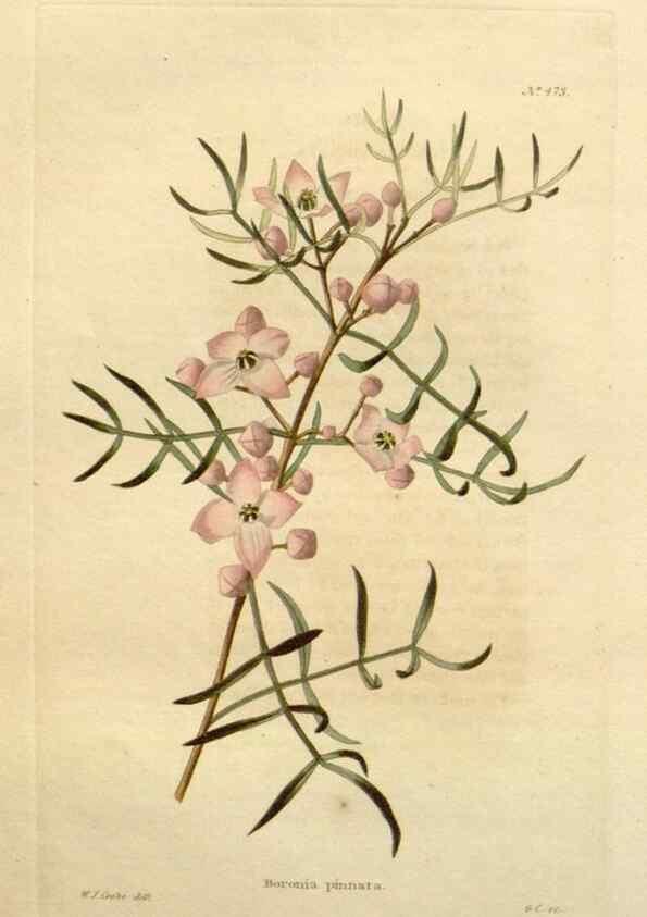 Reproducción/Reproduction 48637448046: The botanical cabinet. London :John & Arthur Arch ...,1817-1833.. 
