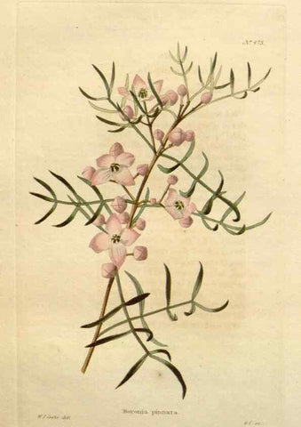 Reproducción/Reproduction 48637448046: The botanical cabinet. London :John & Arthur Arch ...,1817-1833.. 
