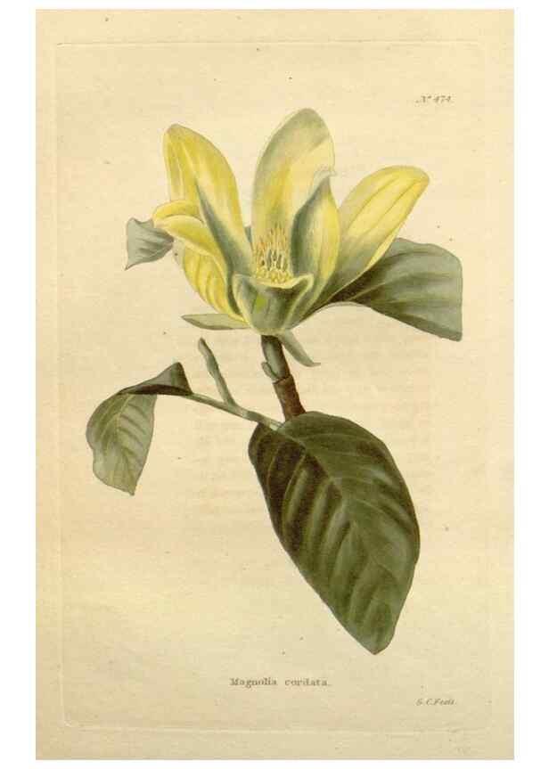 Reproducción/Reproduction 48637590292: The botanical cabinet. London :John & Arthur Arch ...,1817-1833.. 