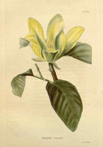 Reproducción/Reproduction 48637590292: The botanical cabinet. London :John & Arthur Arch ...,1817-1833.. 