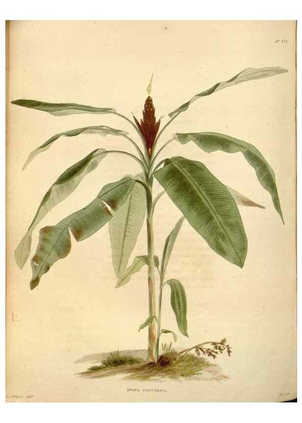 Reproducción/Reproduction 48637448551: The botanical cabinet. London :John & Arthur Arch ...,1817-1833.. 