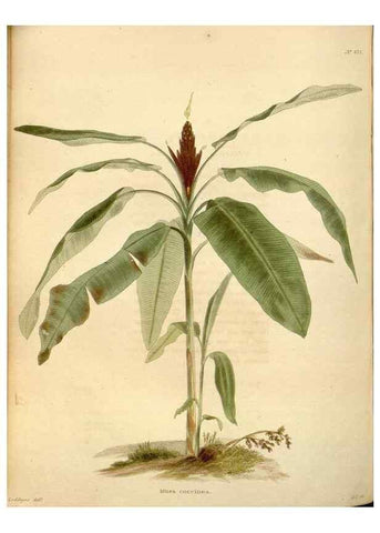 Reproducción/Reproduction 48637448551: The botanical cabinet. London :John & Arthur Arch ...,1817-1833.. 