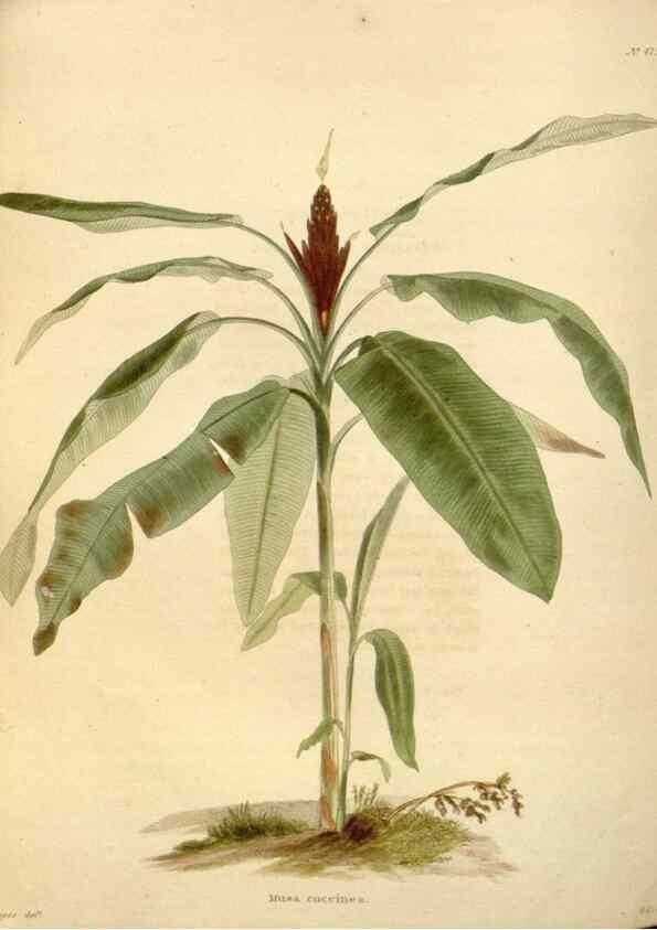 Reproducción/Reproduction 48637448551: The botanical cabinet. London :John & Arthur Arch ...,1817-1833.. 