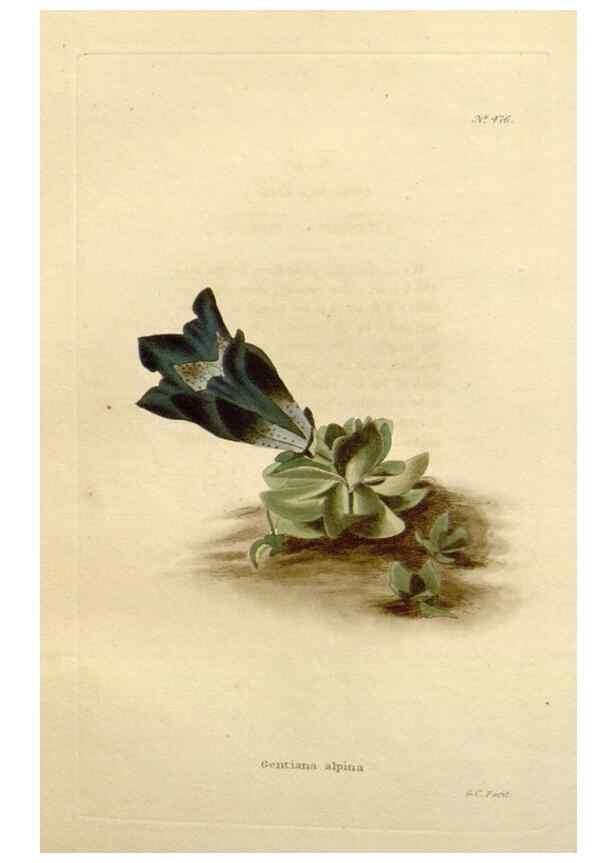 Reproducción/Reproduction 48637590917: The botanical cabinet. London :John & Arthur Arch ...,1817-1833.. 