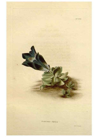 Reproducción/Reproduction 48637590917: The botanical cabinet. London :John & Arthur Arch ...,1817-1833.. 