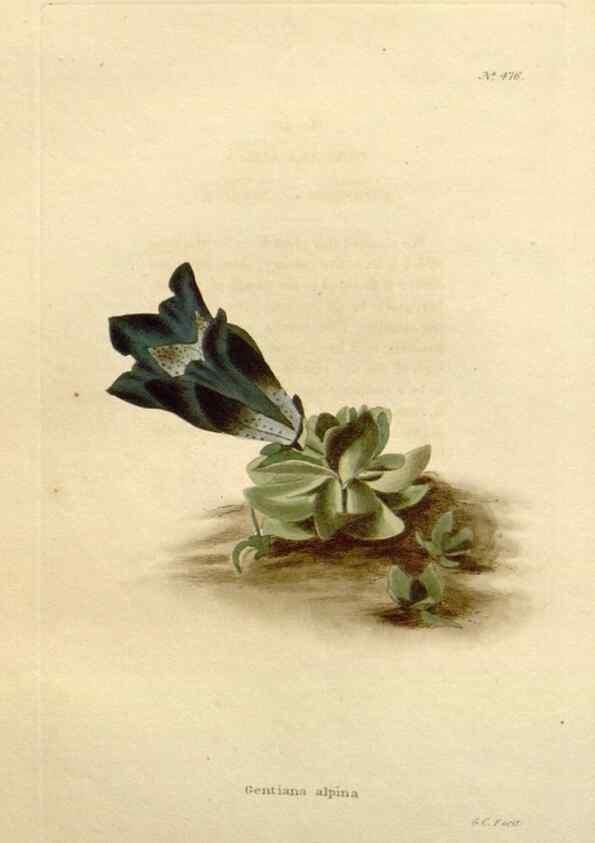 Reproducción/Reproduction 48637590917: The botanical cabinet. London :John & Arthur Arch ...,1817-1833.. 