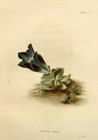Reproducción/Reproduction 48637590917: The botanical cabinet. London :John & Arthur Arch ...,1817-1833.. 