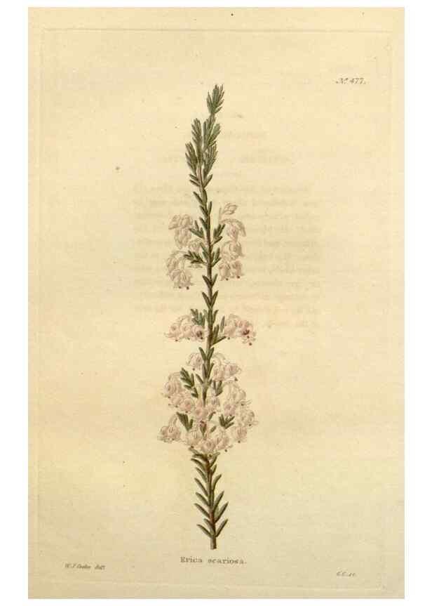 Reproducción/Reproduction 48637591207: The botanical cabinet. London :John & Arthur Arch ...,1817-1833.. 