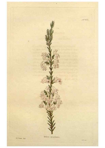 Reproducción/Reproduction 48637591207: The botanical cabinet. London :John & Arthur Arch ...,1817-1833.. 