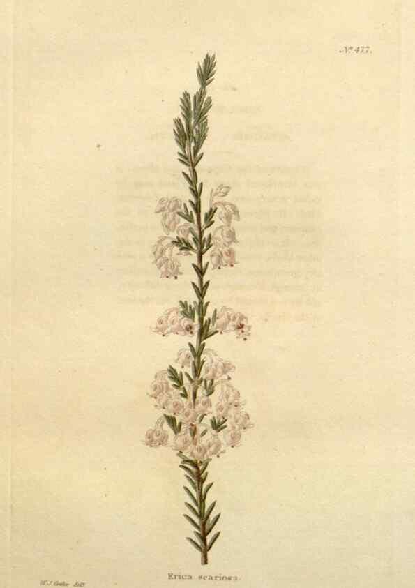 Reproducción/Reproduction 48637591207: The botanical cabinet. London :John & Arthur Arch ...,1817-1833.. 