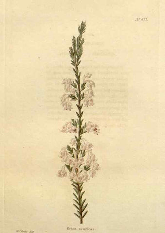 Reproducción/Reproduction 48637591207: The botanical cabinet. London :John & Arthur Arch ...,1817-1833.. 
