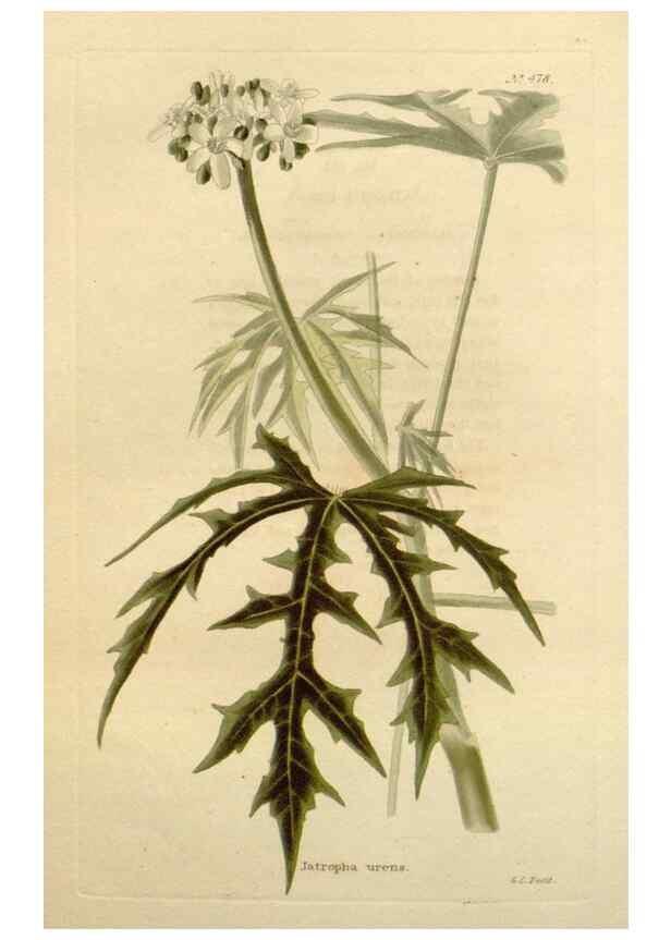 Reproducción/Reproduction 48637097398: The botanical cabinet. London :John & Arthur Arch ...,1817-1833.. 