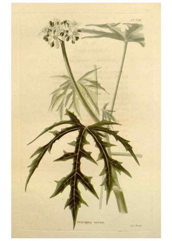 Reproducción/Reproduction 48637097398: The botanical cabinet. London :John & Arthur Arch ...,1817-1833.. 