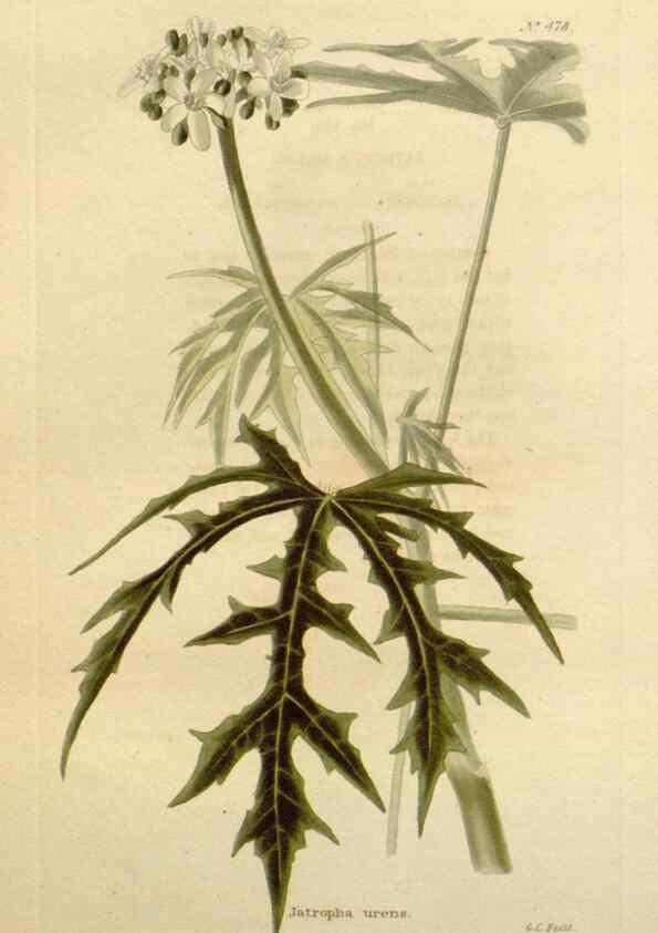 Reproducción/Reproduction 48637097398: The botanical cabinet. London :John & Arthur Arch ...,1817-1833.. 