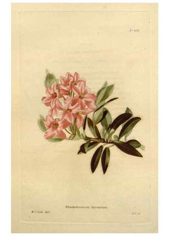 Reproducción/Reproduction 48637591917: The botanical cabinet. London :John & Arthur Arch ...,1817-1833.. 