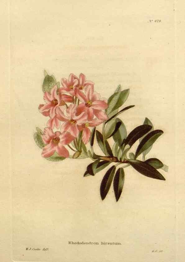 Reproducción/Reproduction 48637591917: The botanical cabinet. London :John & Arthur Arch ...,1817-1833.. 