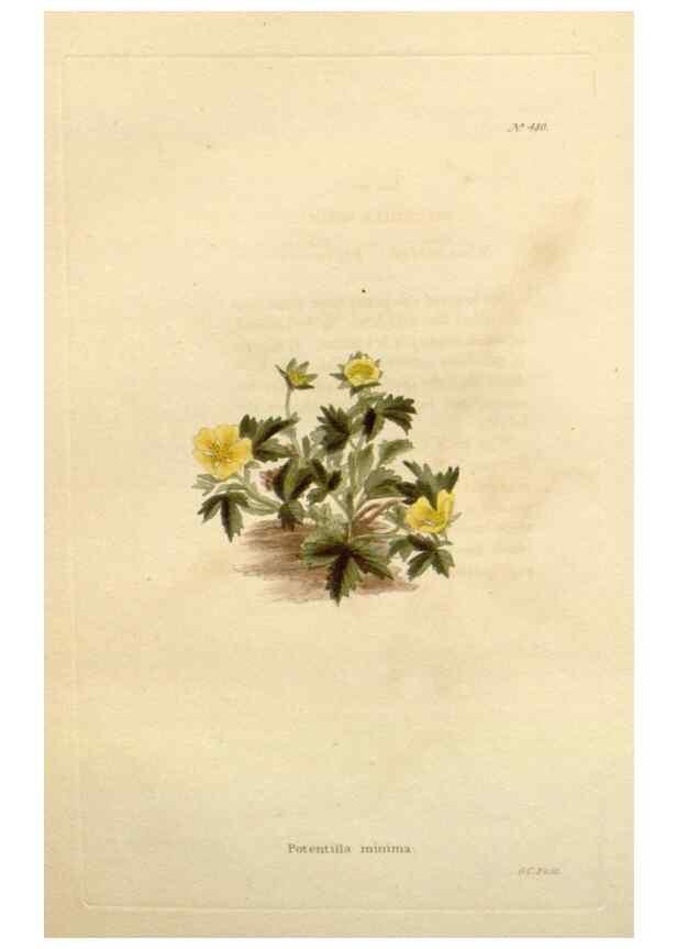 Reproducción/Reproduction 48637097973: The botanical cabinet. London :John & Arthur Arch ...,1817-1833.. 