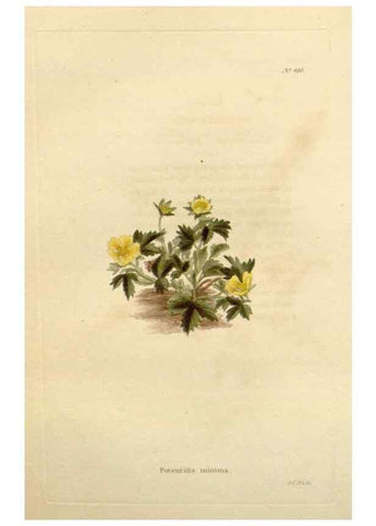 Reproducción/Reproduction 48637097973: The botanical cabinet. London :John & Arthur Arch ...,1817-1833.. 