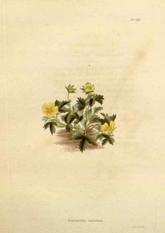 Reproducción/Reproduction 48637097973: The botanical cabinet. London :John & Arthur Arch ...,1817-1833.. 