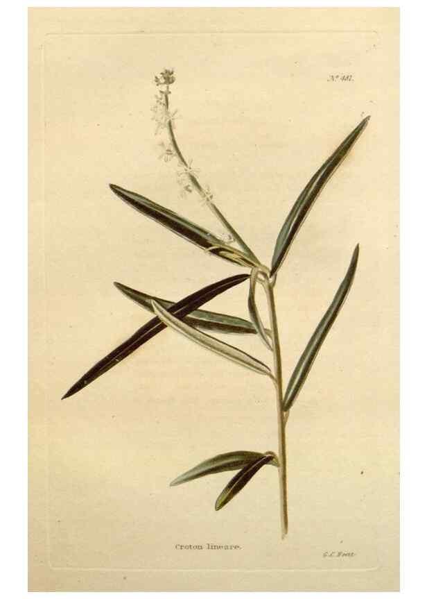 Reproducción/Reproduction 48637098418: The botanical cabinet. London :John & Arthur Arch ...,1817-1833.. 