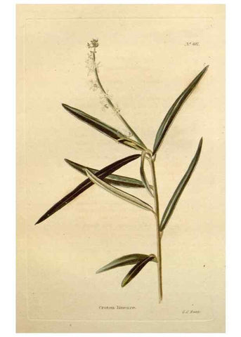 Reproducción/Reproduction 48637098418: The botanical cabinet. London :John & Arthur Arch ...,1817-1833.. 
