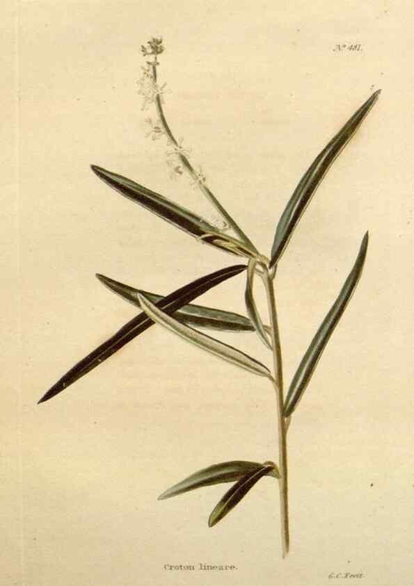Reproducción/Reproduction 48637098418: The botanical cabinet. London :John & Arthur Arch ...,1817-1833.. 