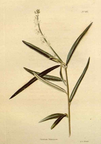 Reproducción/Reproduction 48637098418: The botanical cabinet. London :John & Arthur Arch ...,1817-1833.. 