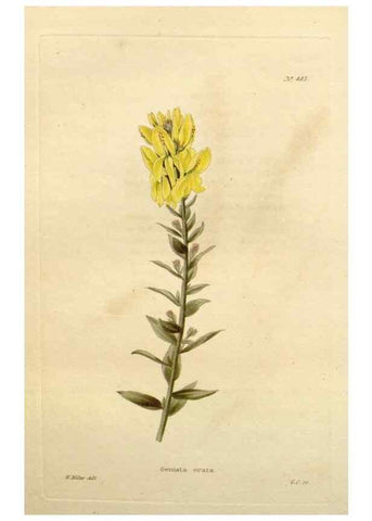 Reproducción/Reproduction 48637450951: The botanical cabinet. London :John & Arthur Arch ...,1817-1833.. 