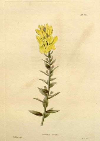 Reproducción/Reproduction 48637450951: The botanical cabinet. London :John & Arthur Arch ...,1817-1833.. 