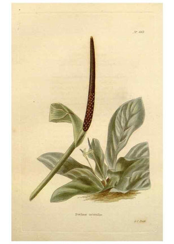 Reproducción/Reproduction 48637451236: The botanical cabinet. London :John & Arthur Arch ...,1817-1833.. 
