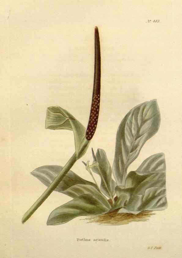 Reproducción/Reproduction 48637451236: The botanical cabinet. London :John & Arthur Arch ...,1817-1833.. 