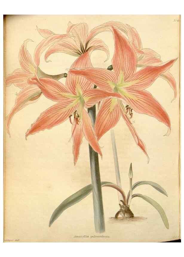 Reproducción/Reproduction 48637451481: The botanical cabinet. London :John & Arthur Arch ...,1817-1833.. 