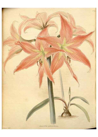 Reproducción/Reproduction 48637451481: The botanical cabinet. London :John & Arthur Arch ...,1817-1833.. 