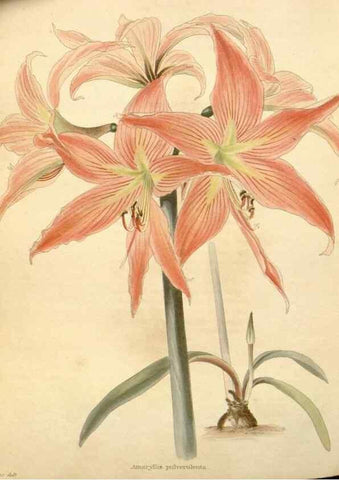 Reproducción/Reproduction 48637451481: The botanical cabinet. London :John & Arthur Arch ...,1817-1833.. 