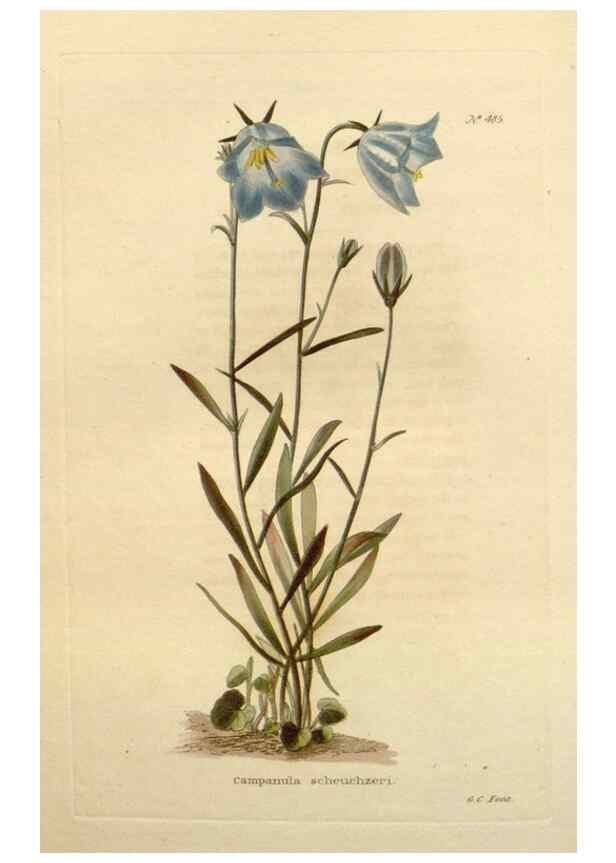 Reproducción/Reproduction 48637593917: The botanical cabinet. London :John & Arthur Arch ...,1817-1833.. 