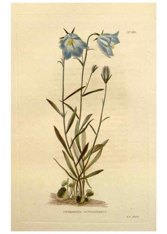 Reproducción/Reproduction 48637593917: The botanical cabinet. London :John & Arthur Arch ...,1817-1833.. 
