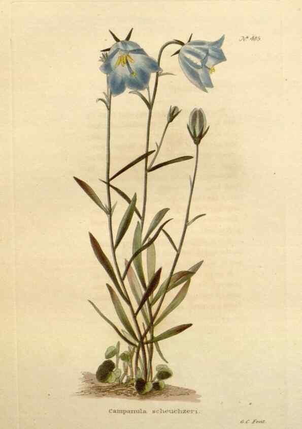 Reproducción/Reproduction 48637593917: The botanical cabinet. London :John & Arthur Arch ...,1817-1833.. 