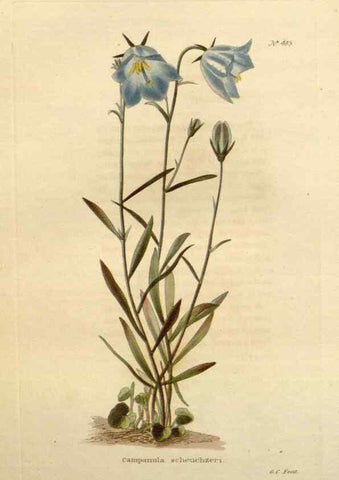Reproducción/Reproduction 48637593917: The botanical cabinet. London :John & Arthur Arch ...,1817-1833.. 