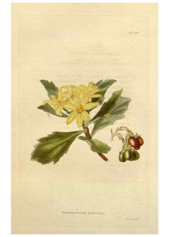 Reproducción/Reproduction 48637094803: The botanical cabinet. London :John & Arthur Arch ...,1817-1833.. 