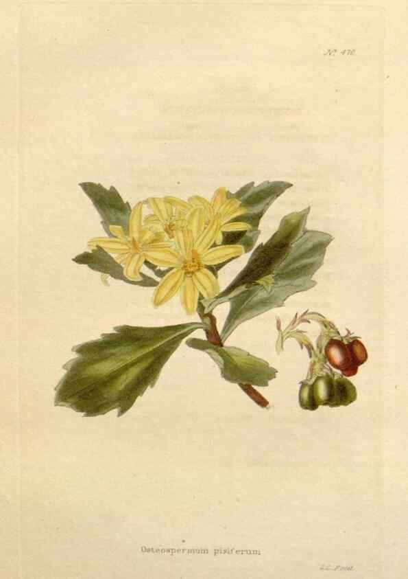 Reproducción/Reproduction 48637094803: The botanical cabinet. London :John & Arthur Arch ...,1817-1833.. 