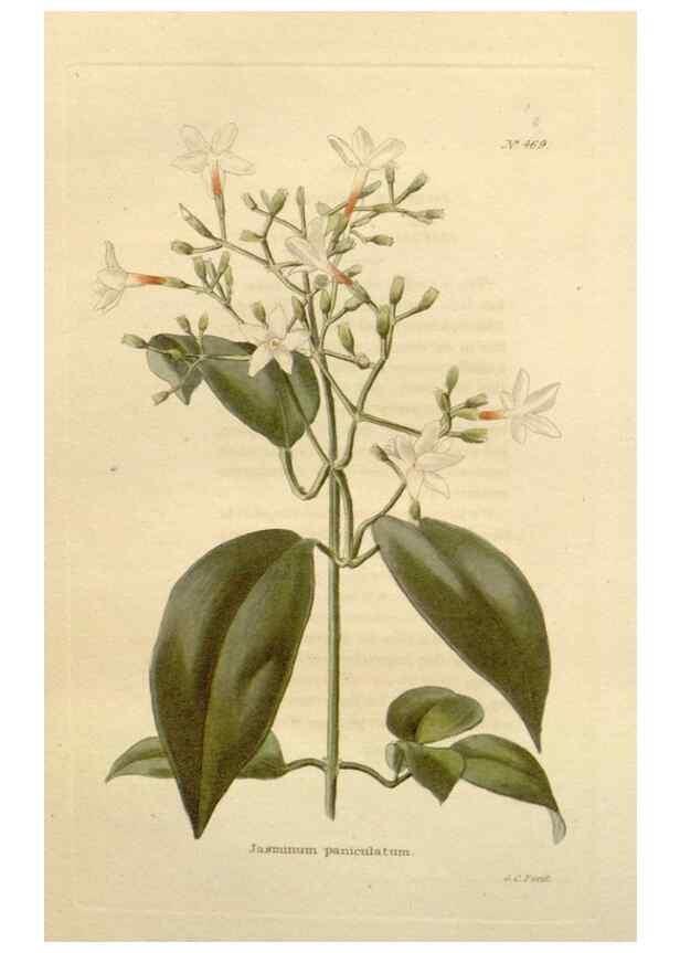 Reproducción/Reproduction 48637446591: The botanical cabinet. London :John & Arthur Arch ...,1817-1833.. 