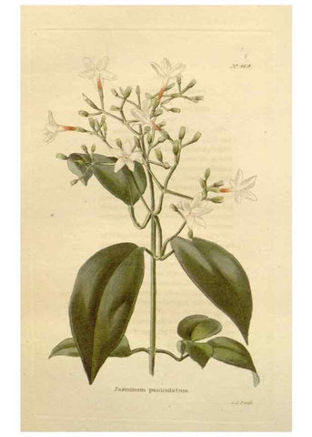 Reproducción/Reproduction 48637446591: The botanical cabinet. London :John & Arthur Arch ...,1817-1833.. 