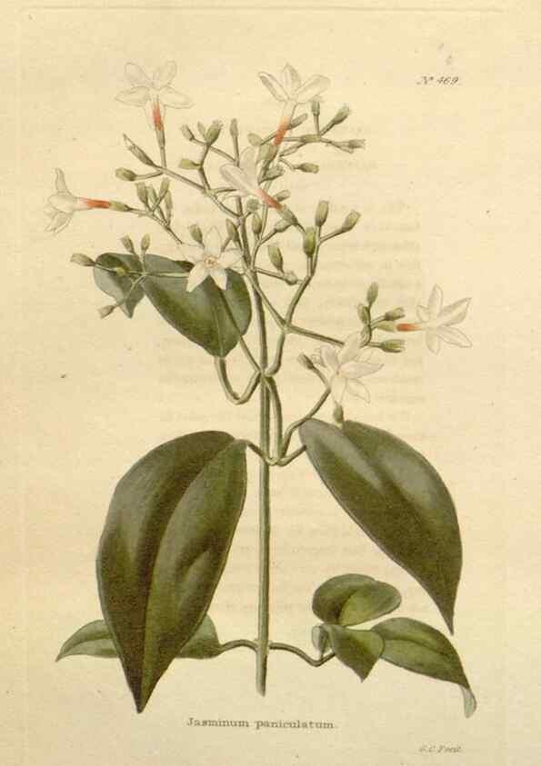 Reproducción/Reproduction 48637446591: The botanical cabinet. London :John & Arthur Arch ...,1817-1833.. 