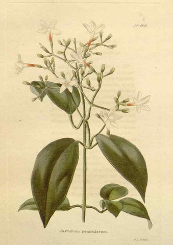 Reproducción/Reproduction 48637446591: The botanical cabinet. London :John & Arthur Arch ...,1817-1833.. 