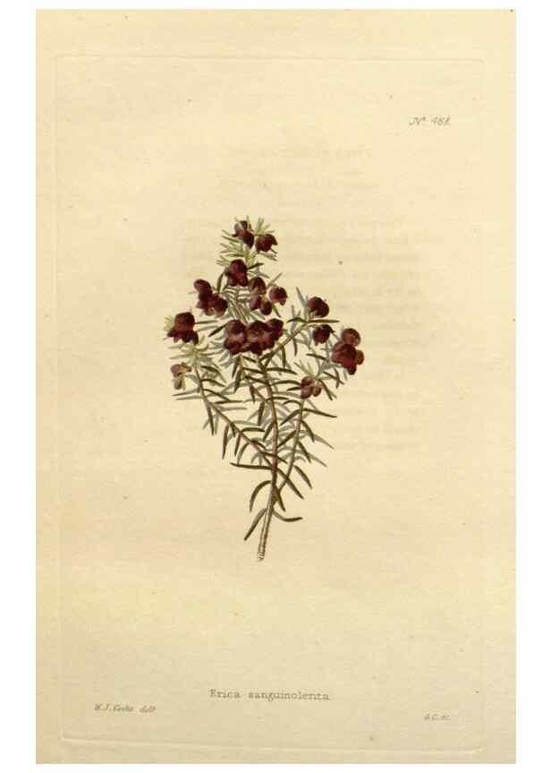 Reproducción/Reproduction 48637588032: The botanical cabinet. London :John & Arthur Arch ...,1817-1833.. 